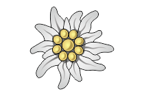 edelweiss