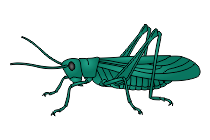 heuschrecke