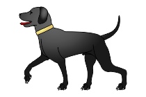 hund