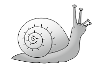 schnecke